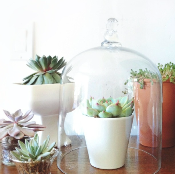 succulent-style-with-jaime-marie-hill-needlesandleaves_net.jpg