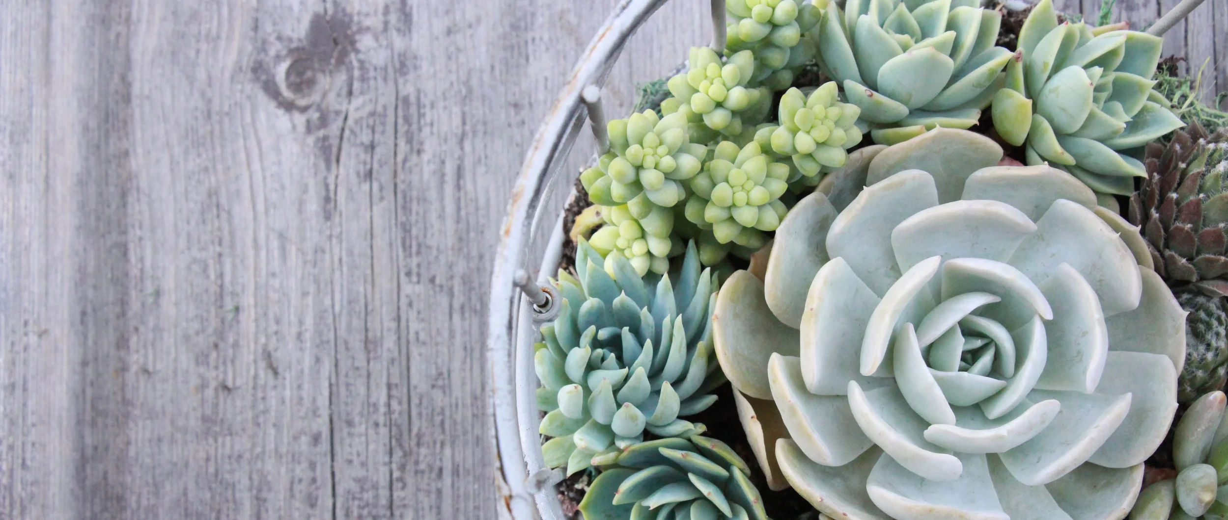 diy-succulents-35-ideas-for-creative-projects-with-succulents-book-needlesandleaves_net.jpg
