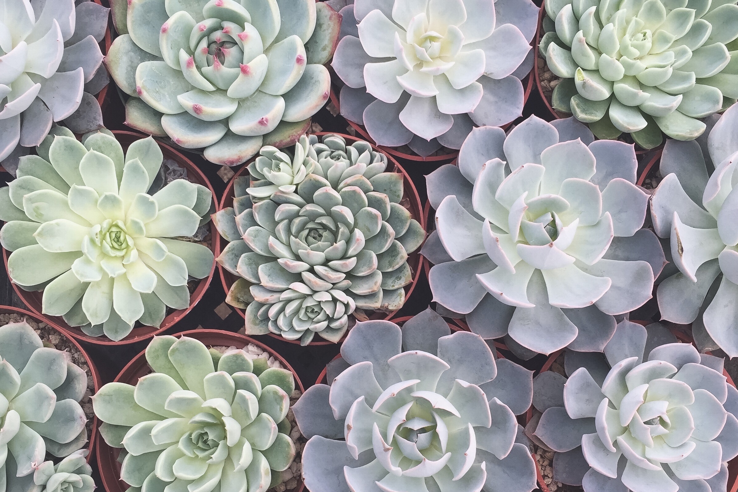 Assorted echeveria succulent photo by Needles + Leaves