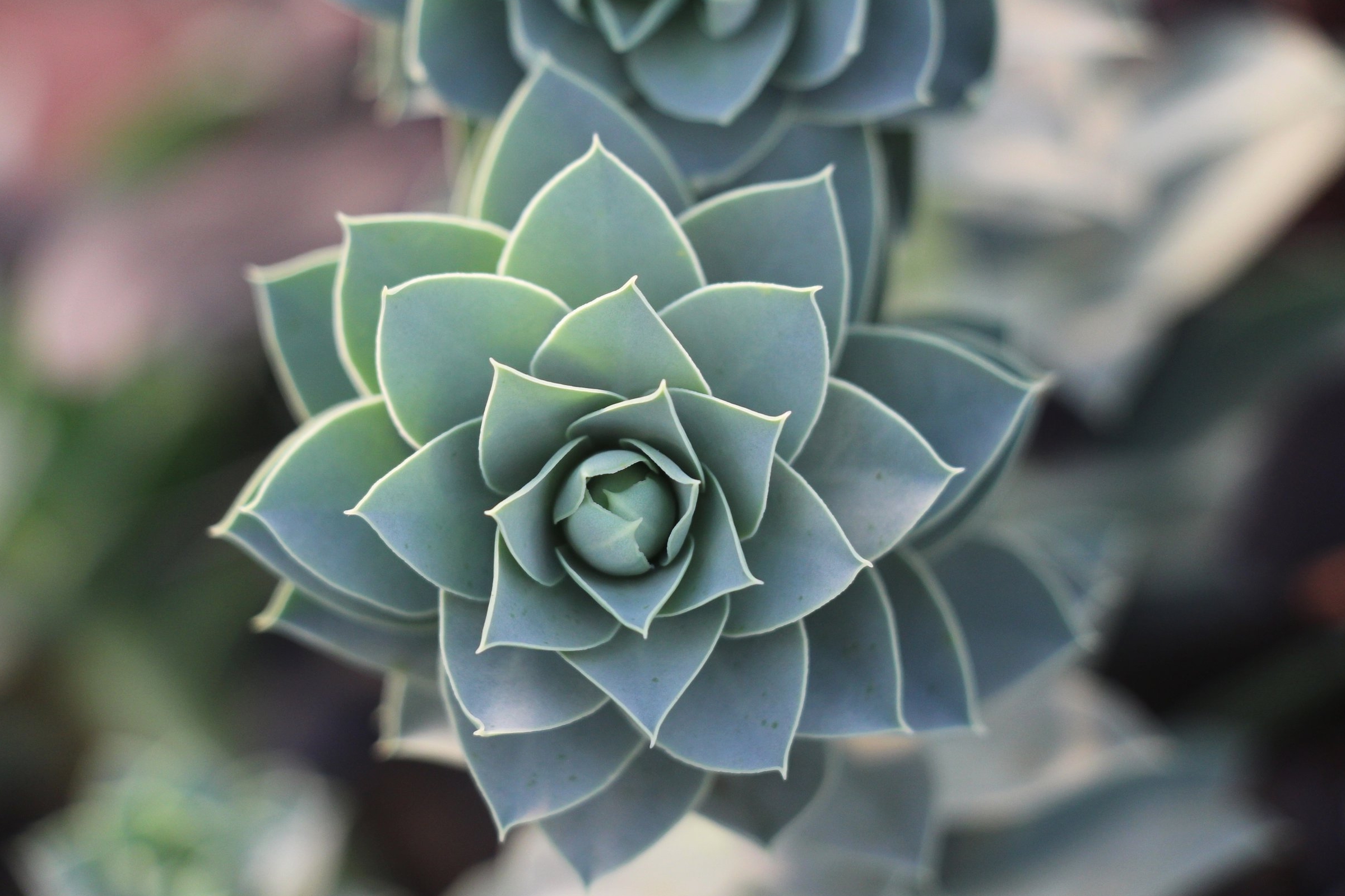 Euphorbia myrsinites succulent photo by Needles + Leaves