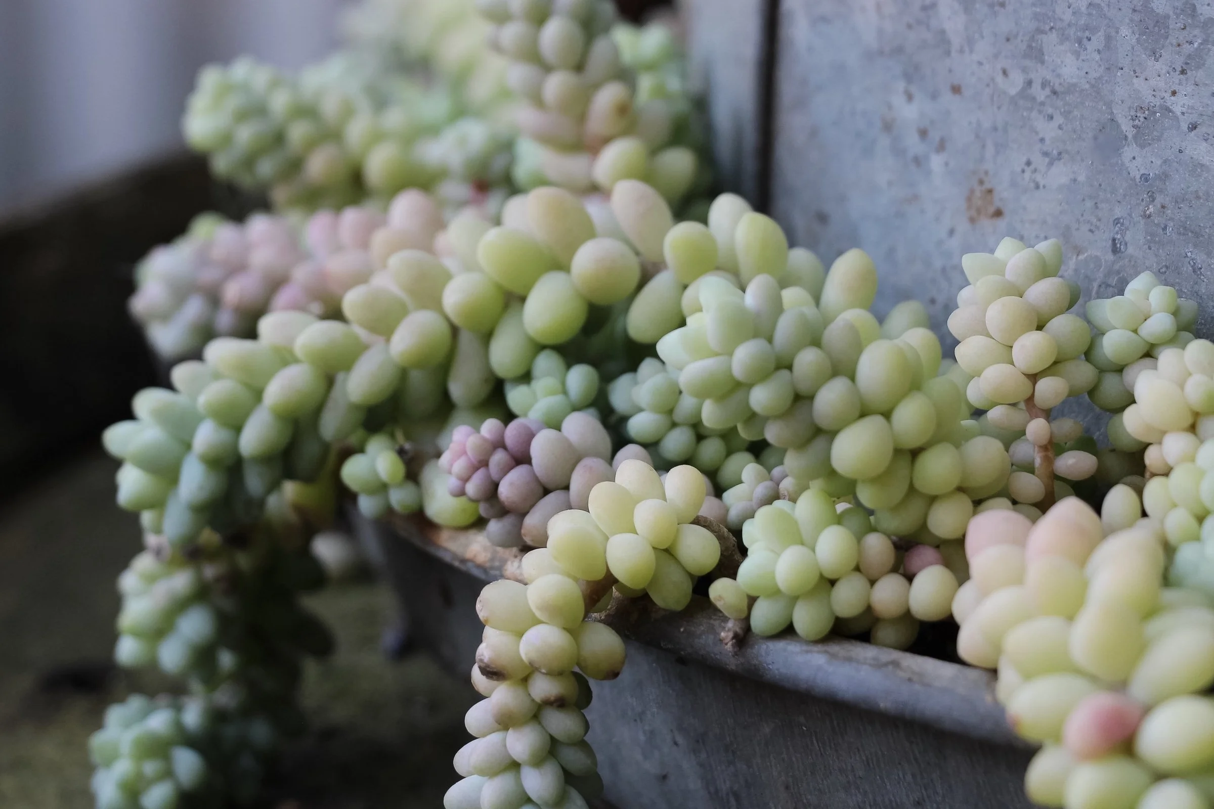 Sedum 'Burrito' succulent photo by Needles + Leaves
