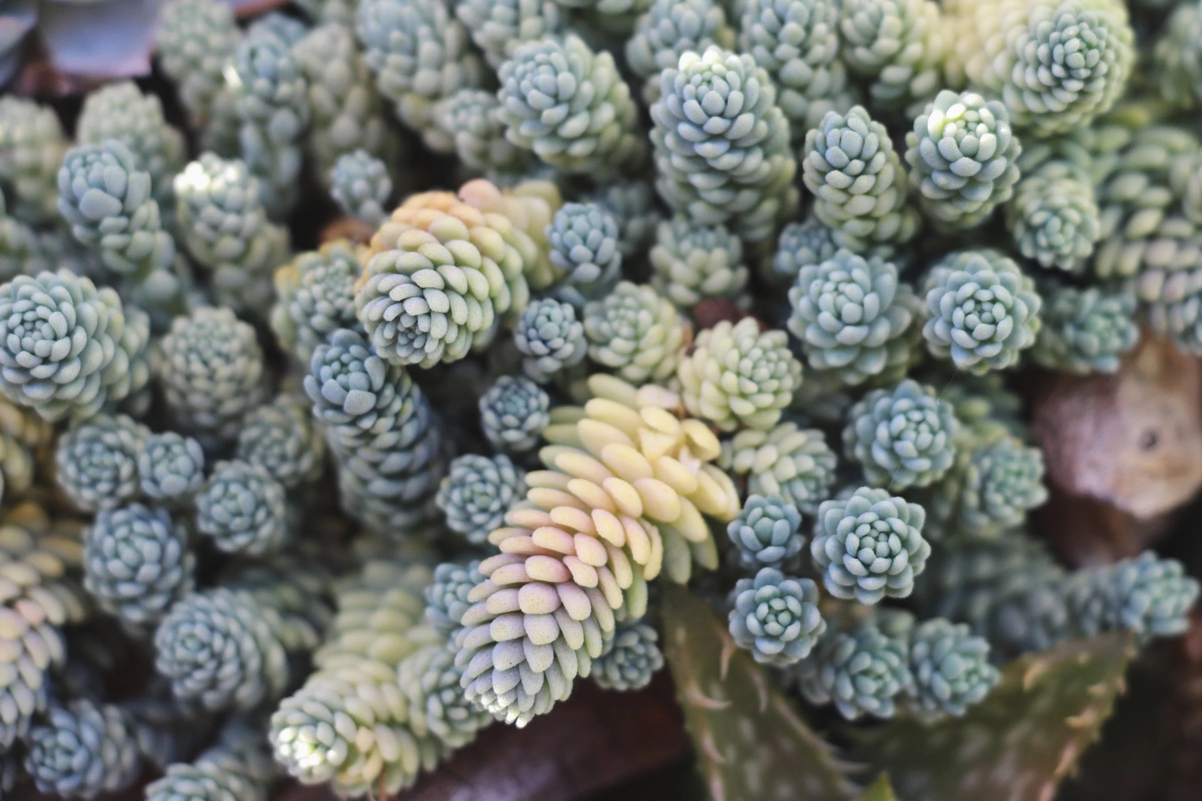 Sedum succulent photo by Needles + Leaves