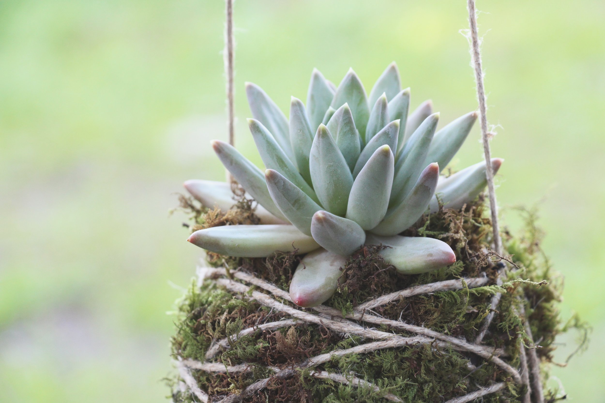 Pachyveria 'Little Jewel' succulent photo by Needles + Leaves