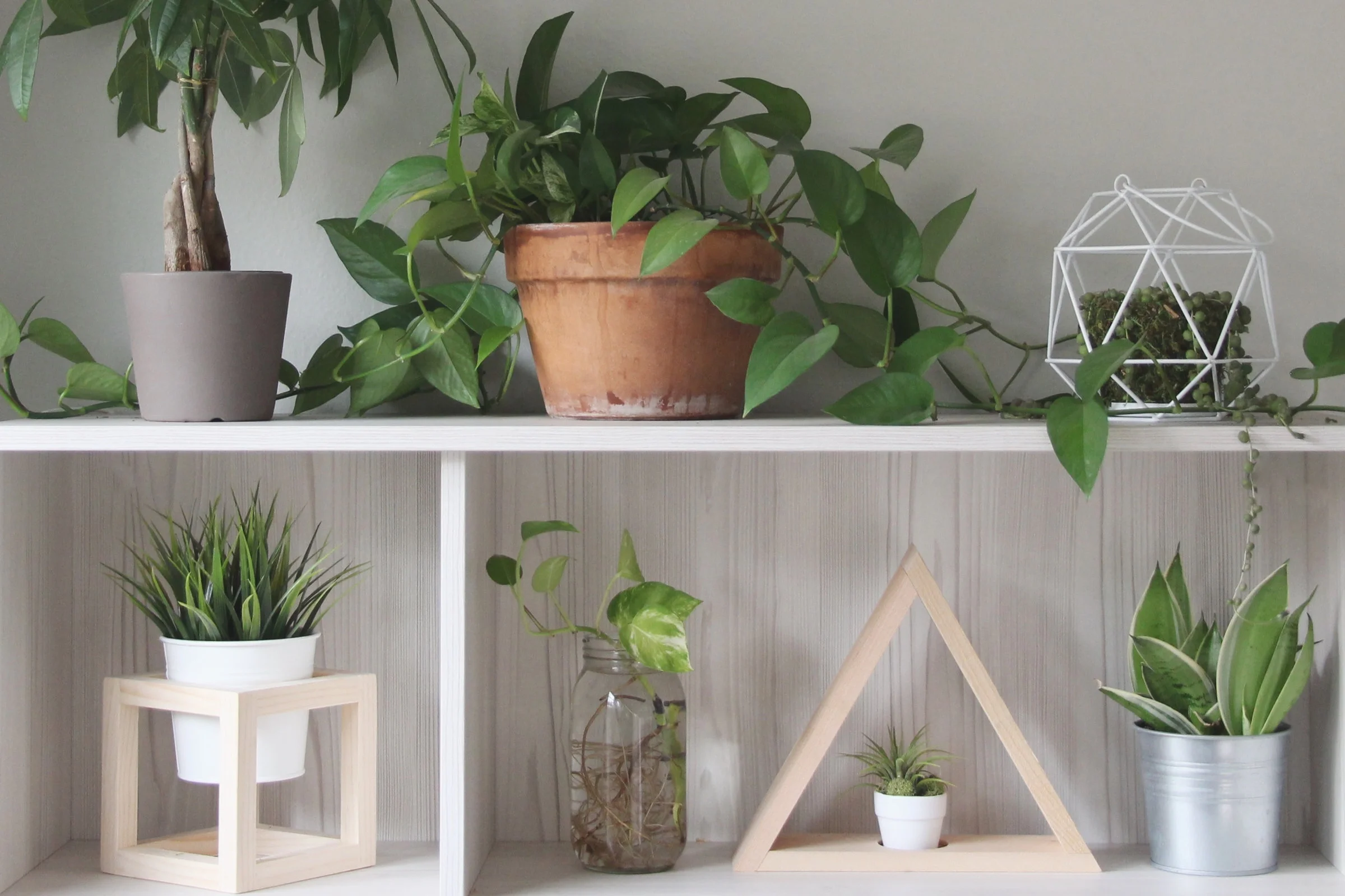 Succulent photo by Needles + Leaves