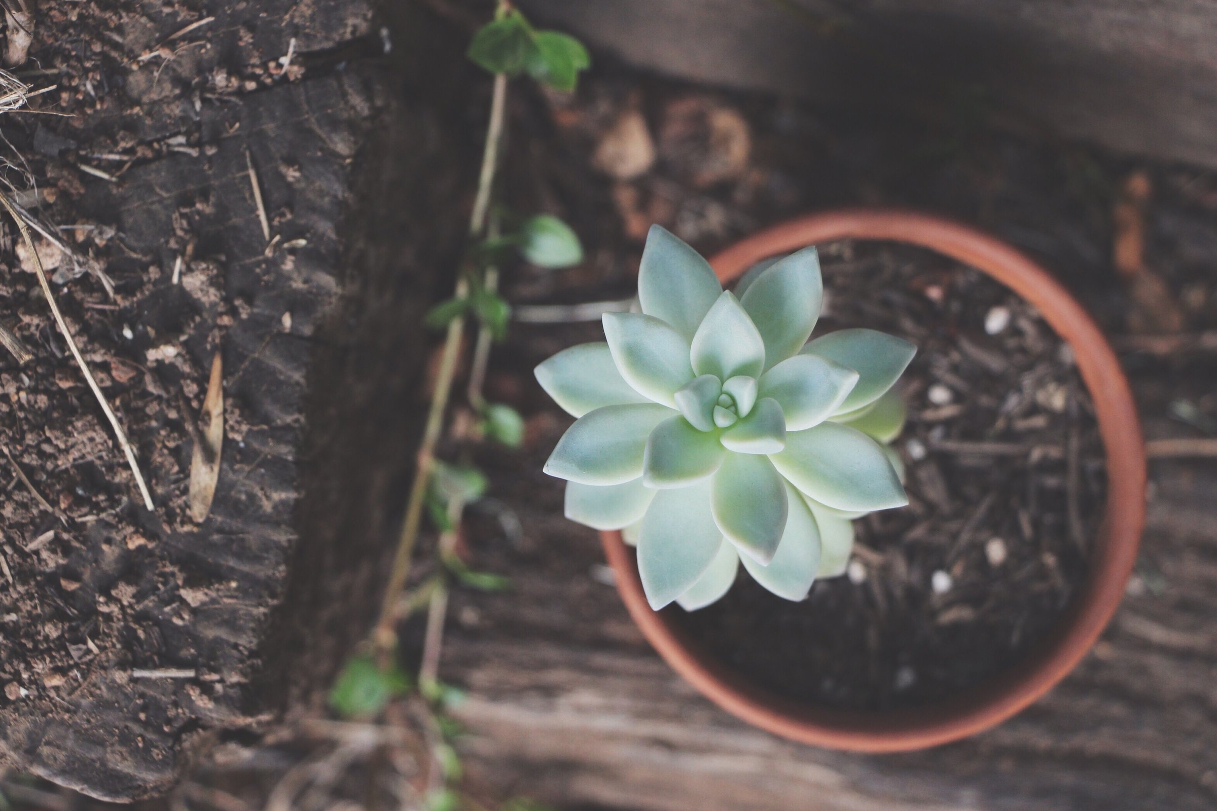 Graptosedum 'Ghosty' succulent photo by Needles + Leaves