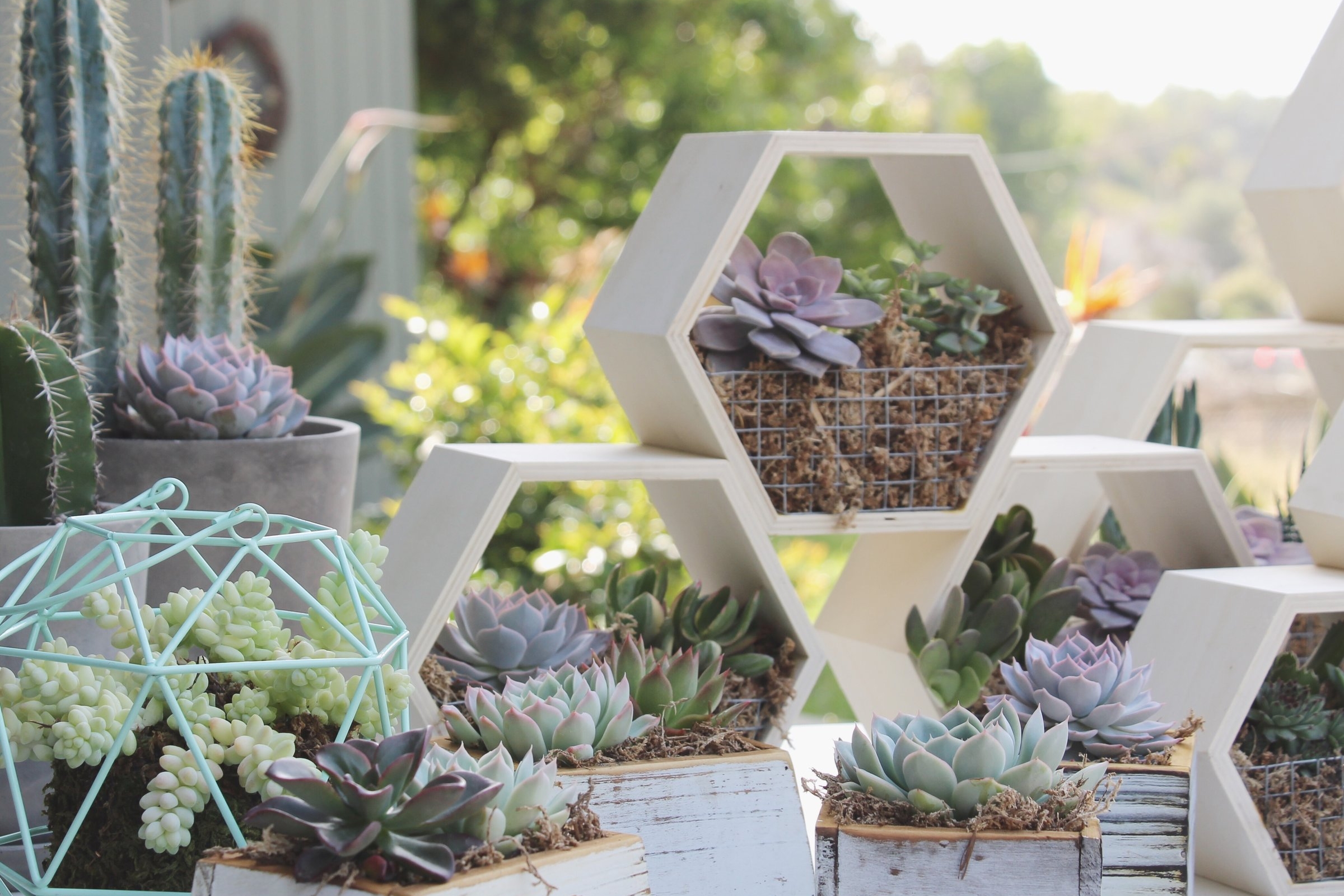 Succulents by Needles + Leaves