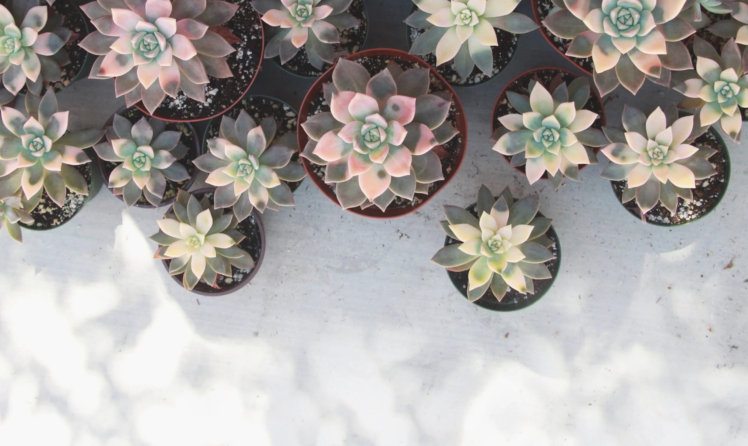 Variegated Graptopetalum Paraguayense Needles + Leaves