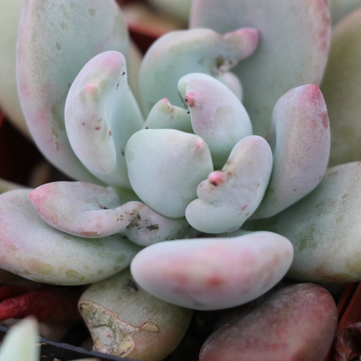 How to Save Your Succulents From Mealybugs