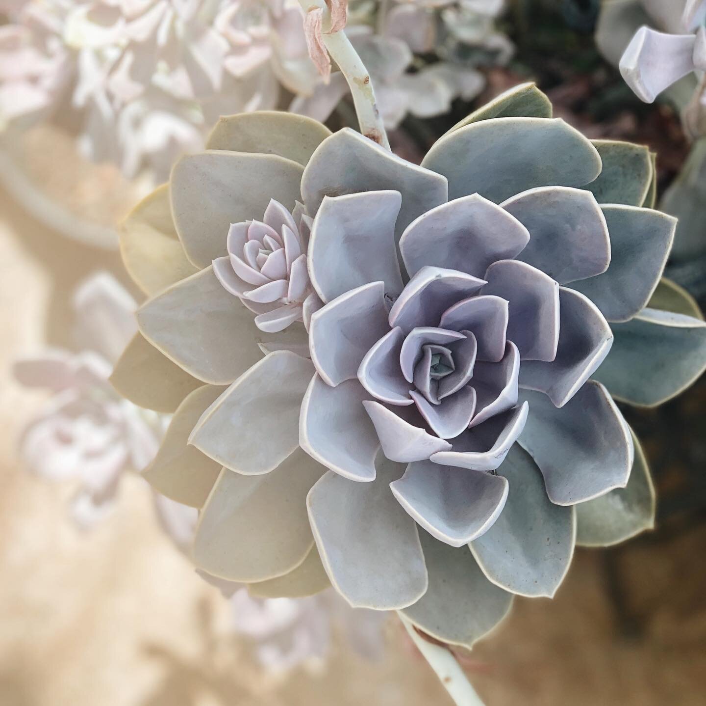 Hi Friends! It&rsquo;s been a while! I randomly took this photo of my friend&rsquo;s mom&rsquo;s Perle and figure this would be a good place to share it. 🤗 Krista and I are thinking about getting back into our succulent hobby... maybe doing some wor
