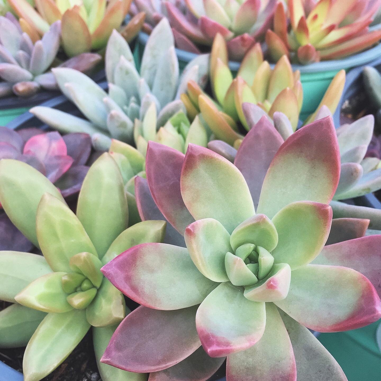 All the autumn hues are happening here now that the temps are cooling down at night! Sometimes stress brings out our true colors! 😉 These assorted pots at Lowe&rsquo;s are 👌🏼
.
Where is your favorite place to buy succulents? Big box, online, nurse
