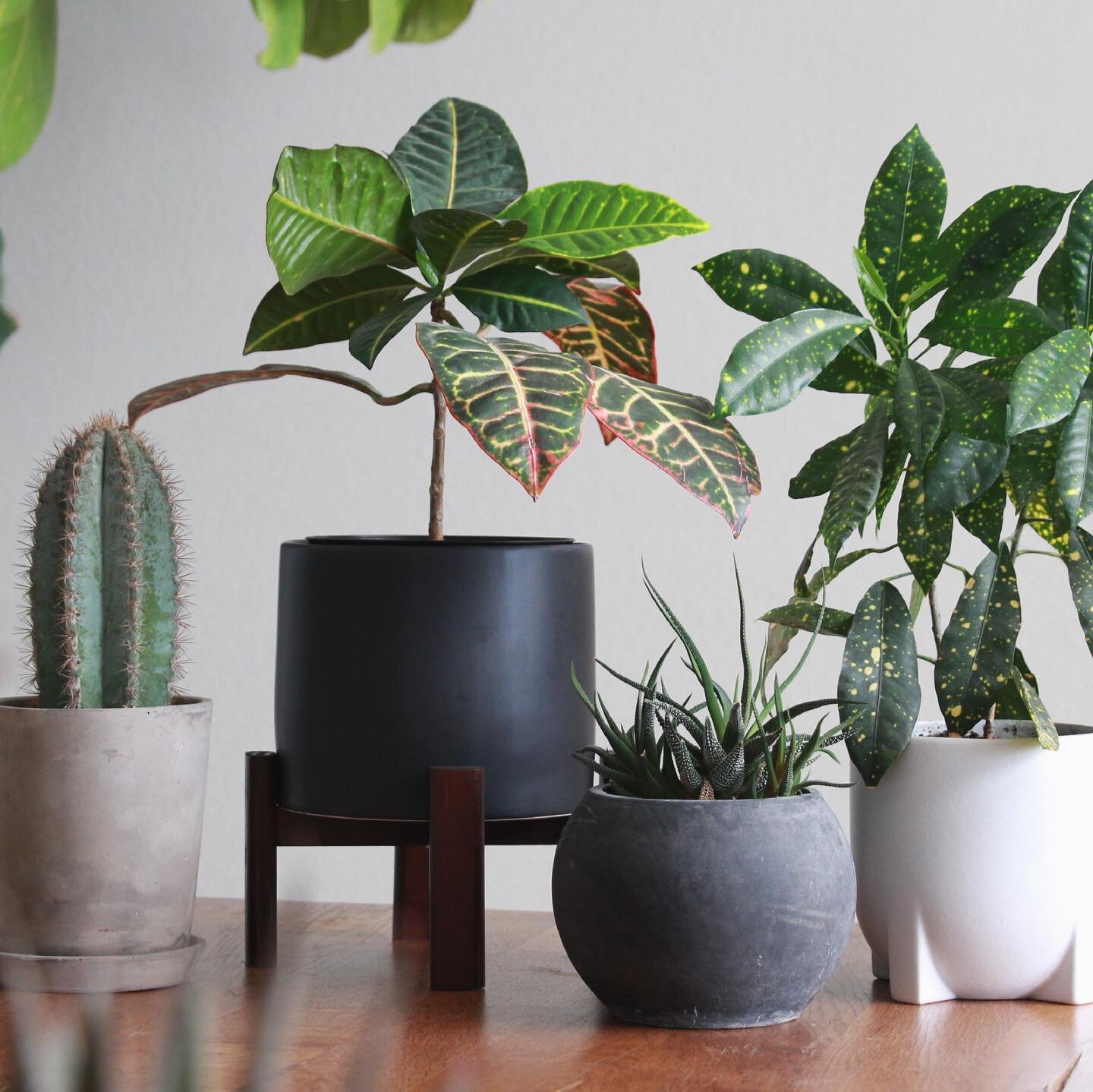 ::GIVEAWAY ENDED:: @_carey_sue_  is the lucky winner of The Sonder Planter and @lillie_s_talley is the winner of the Classic Corner 45 Planter!
Email us to claim your prize! 👏🏼
.
🌱🌵🪴 Thank you so much to everyone who entered this giveaway! 
.
We