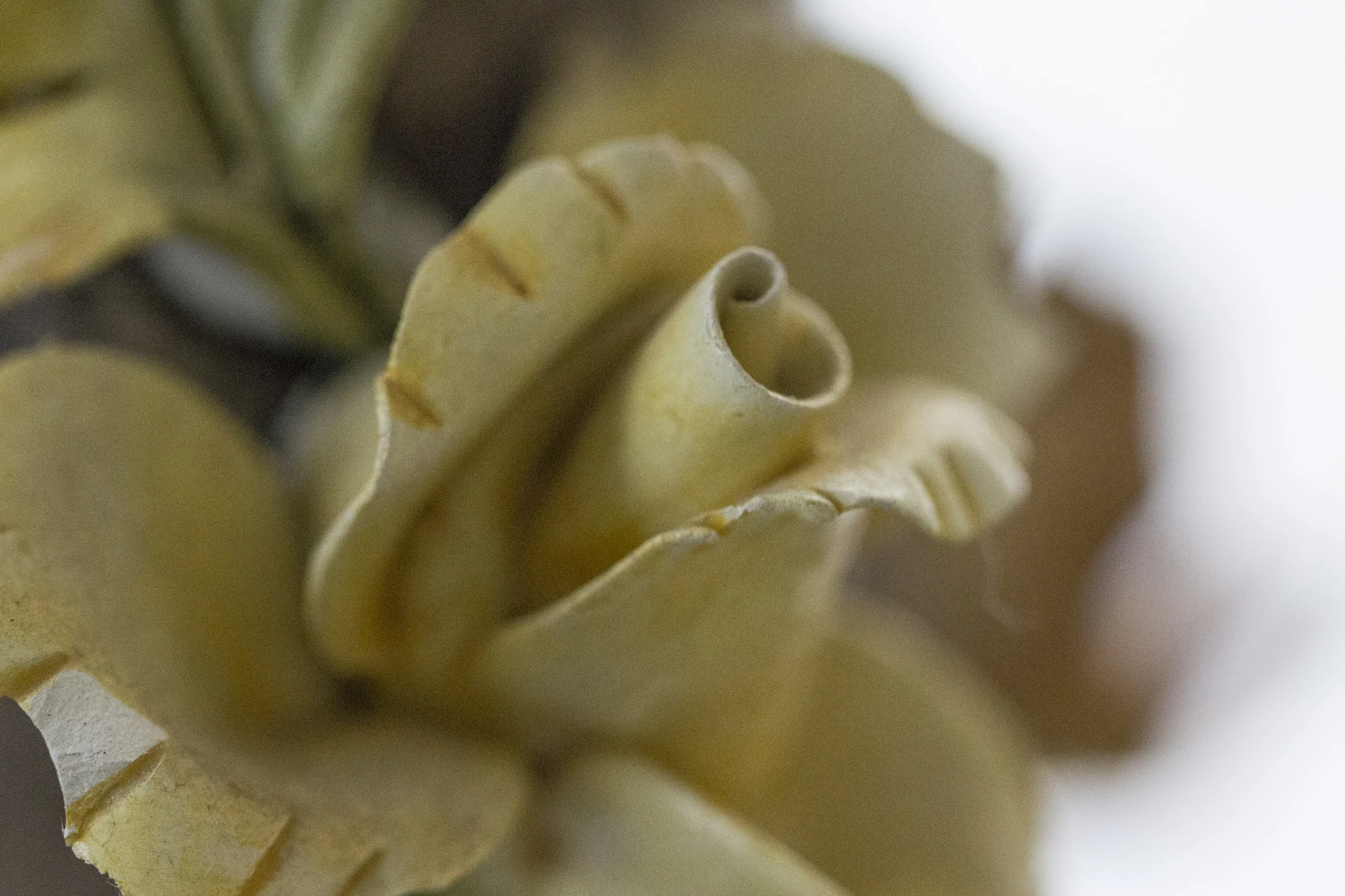 EOS-M with 100mm Macro-4.jpg