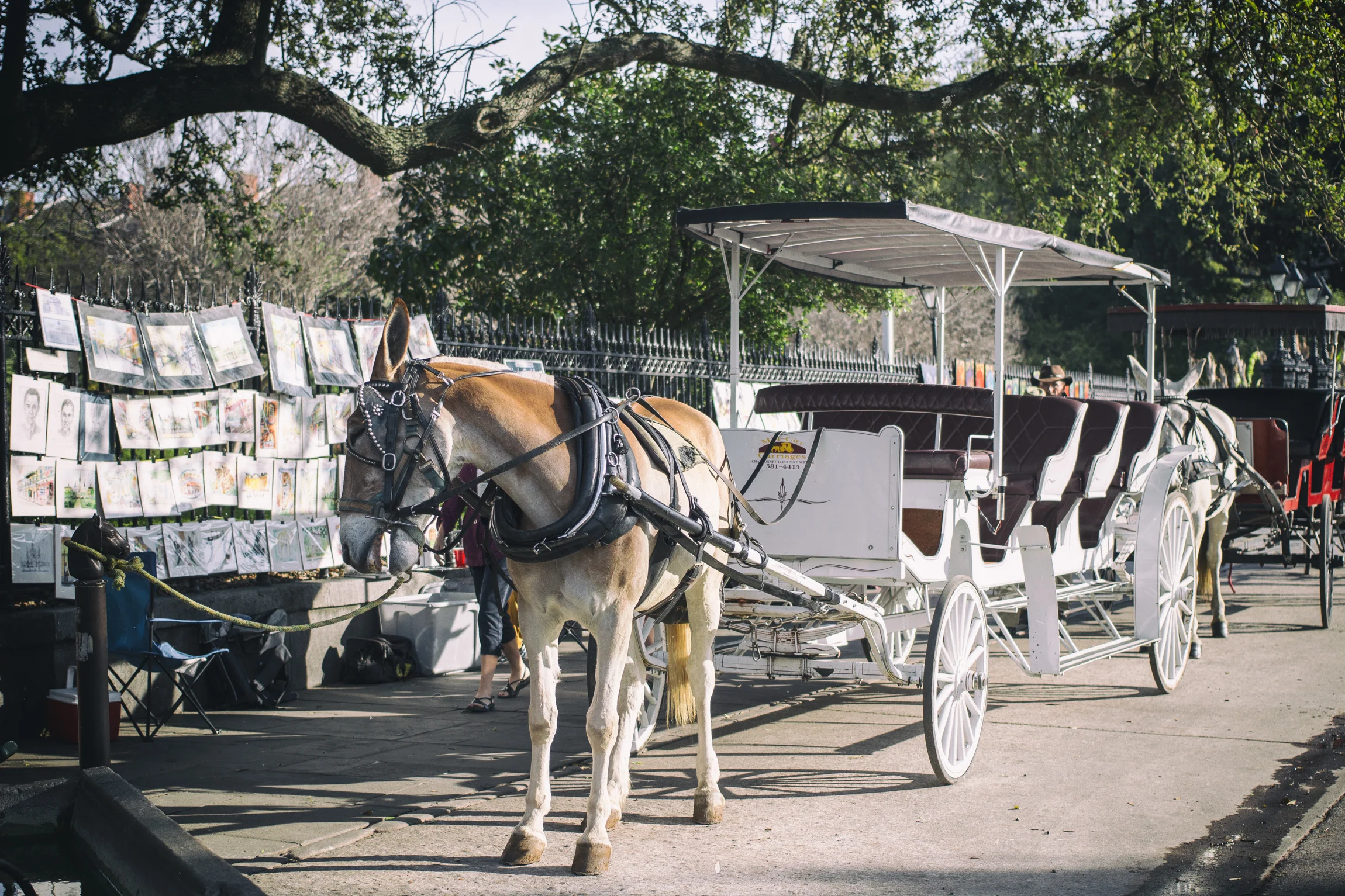 Horse Carriage-.jpg