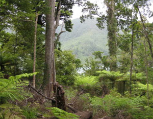 Looking down over the Inlet from the mature native bush.