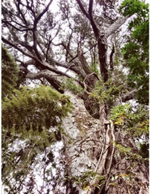 Giant rimu in Howden's Bush 