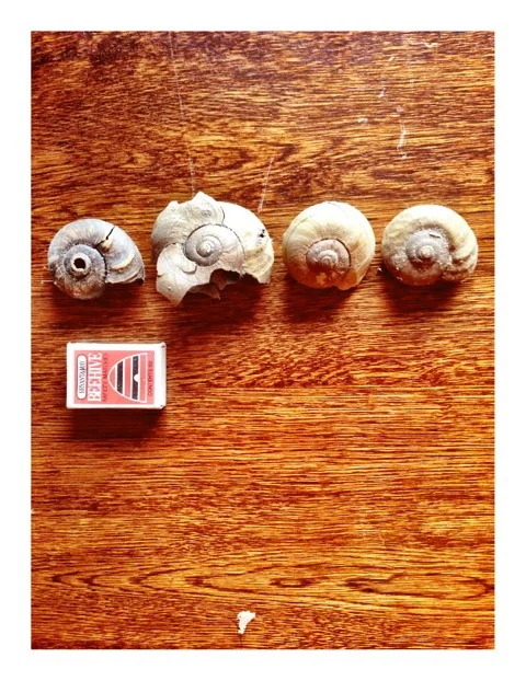 snails.jpeg