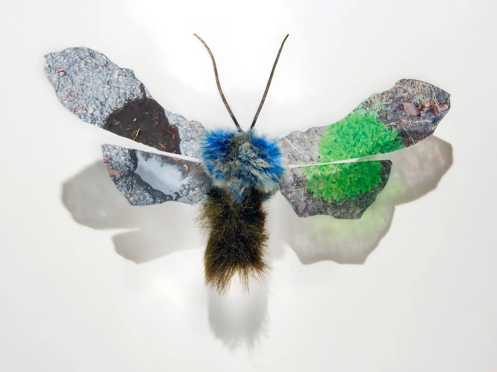 Moth6.jpg
