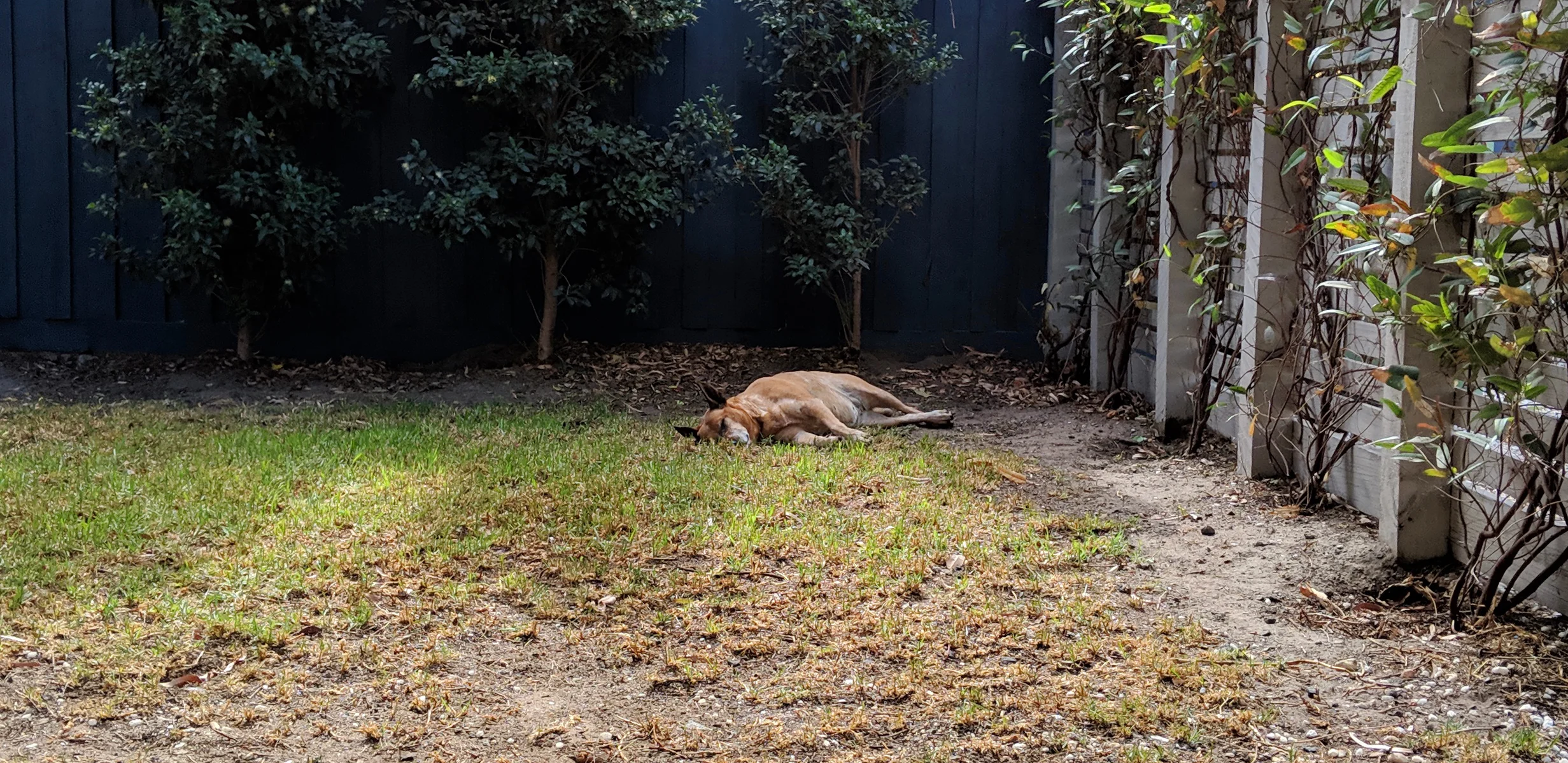 Stretching out as the shade covers more of the lawn