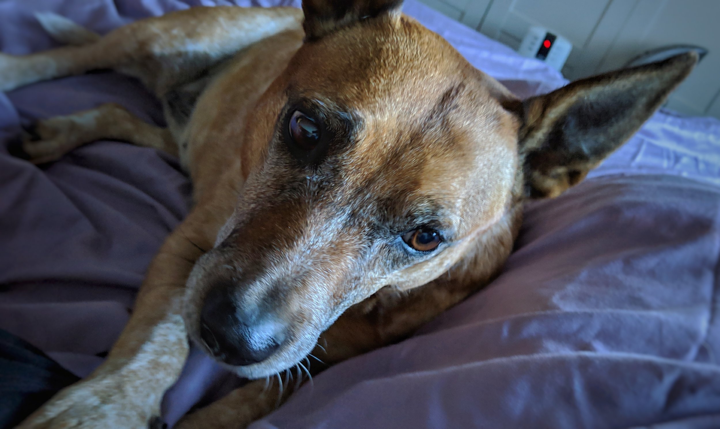 Get out of bed and take me for a walk already!