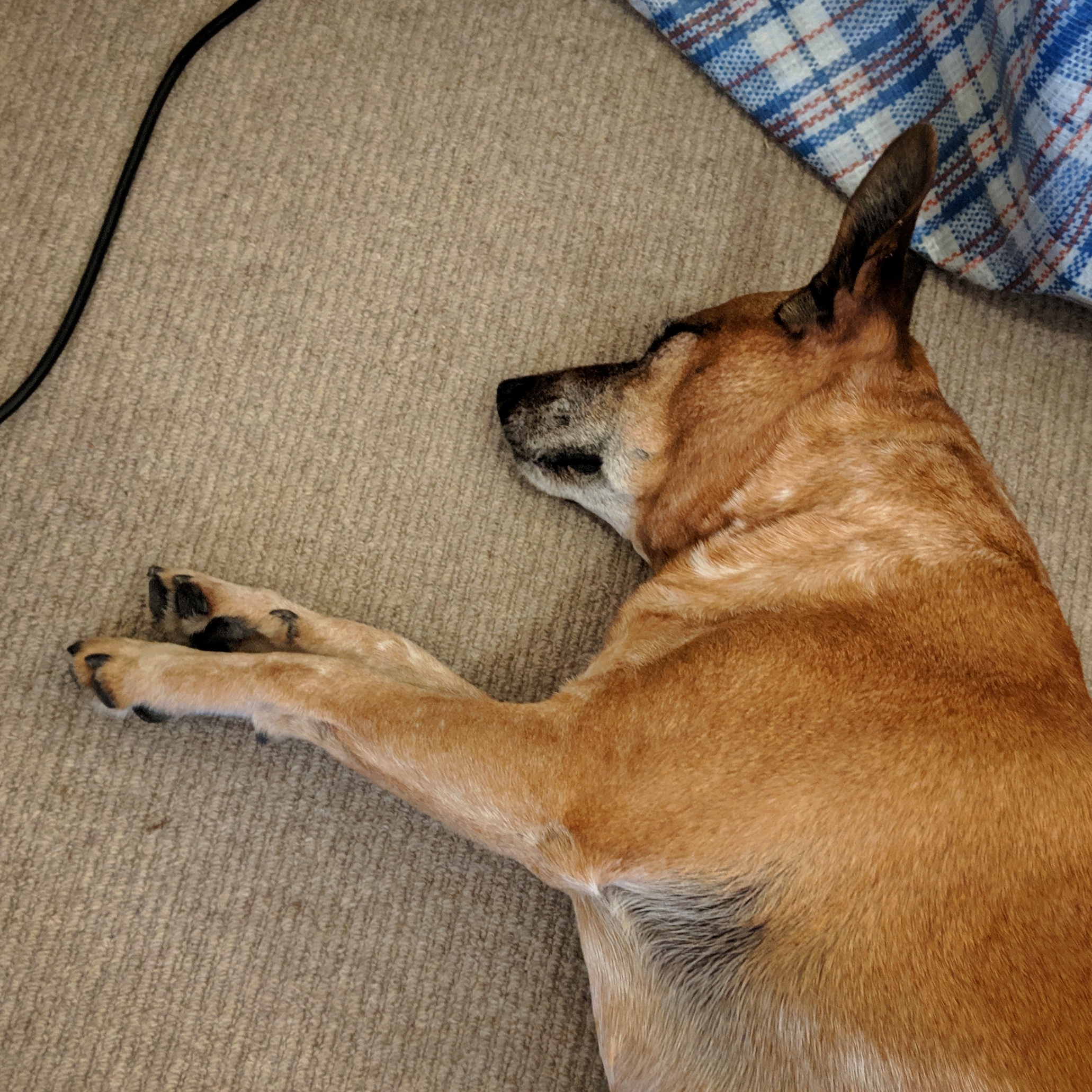 Maggie sleeping on the carpet - snorting gently, but with ears still up!