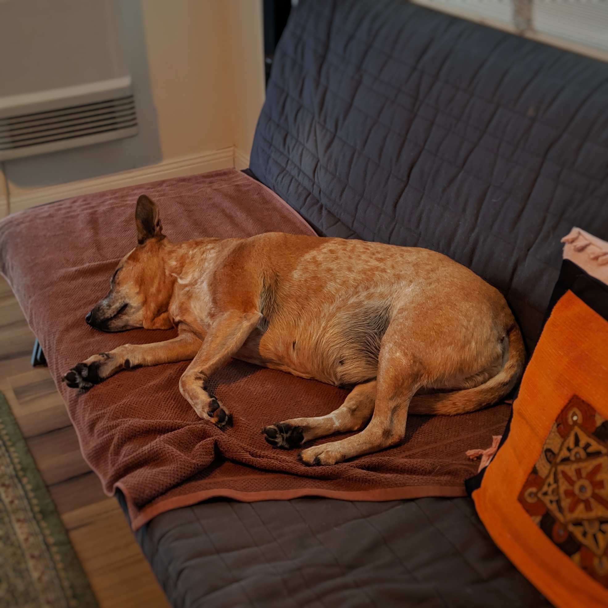 It’s a cold day and that’s a big gas heater on the back wall. Maggie is very happy.