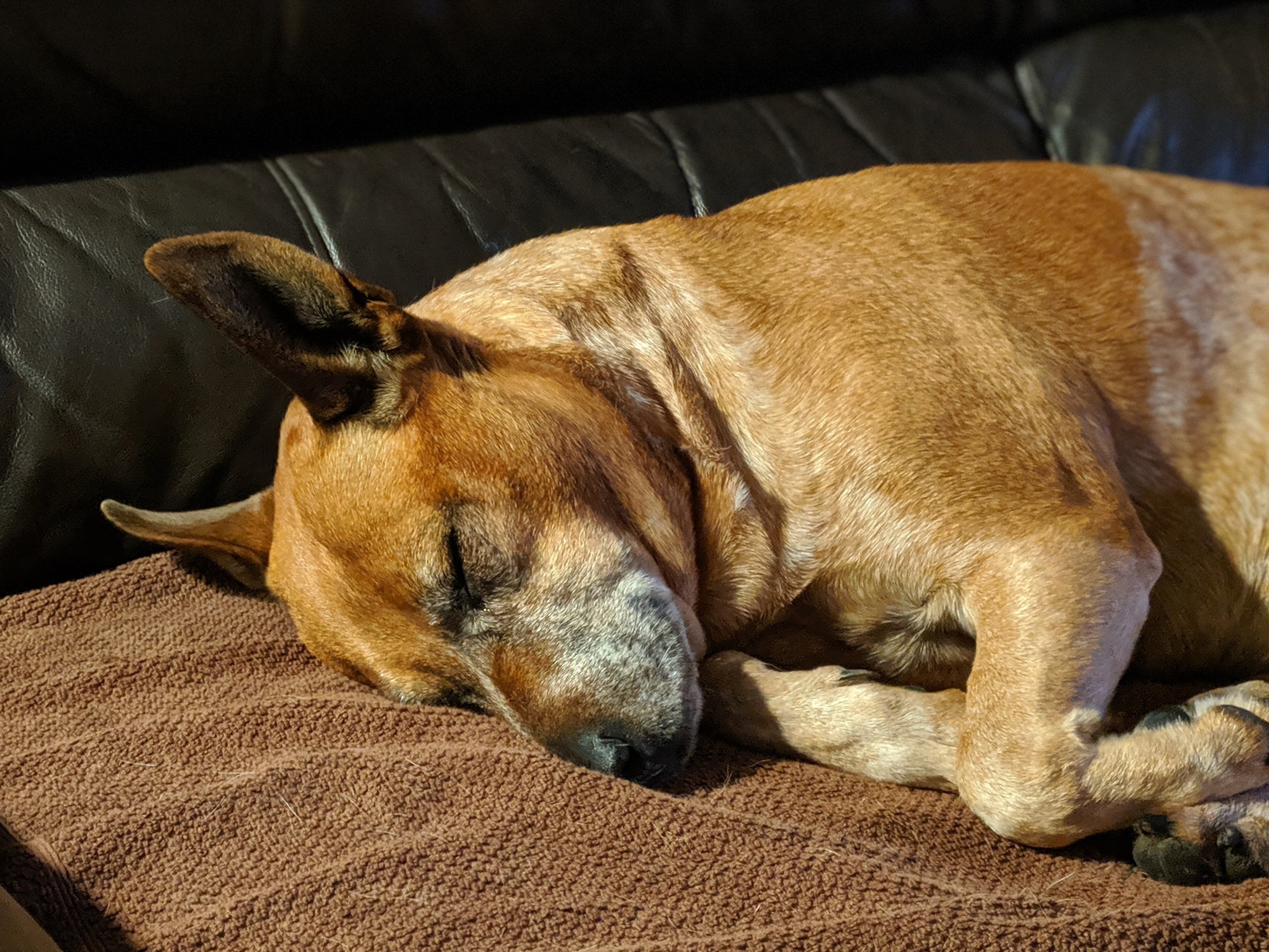 Fast asleep on the sofa.