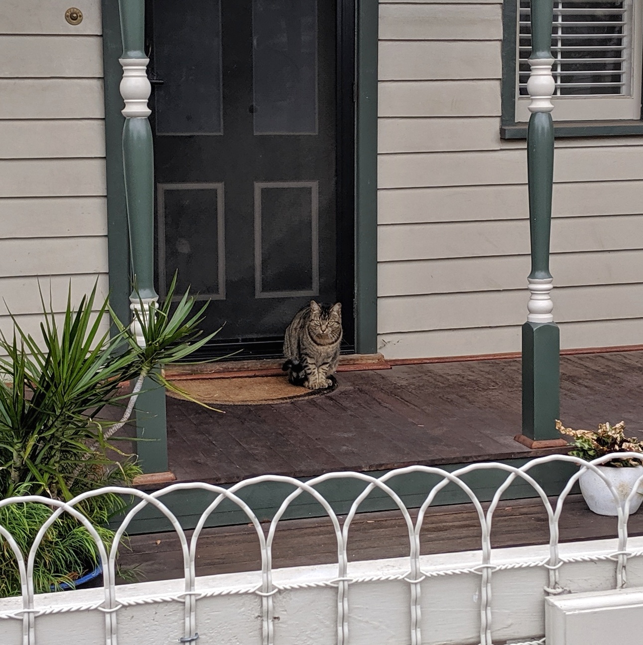 Disapproving cat is disapproving.