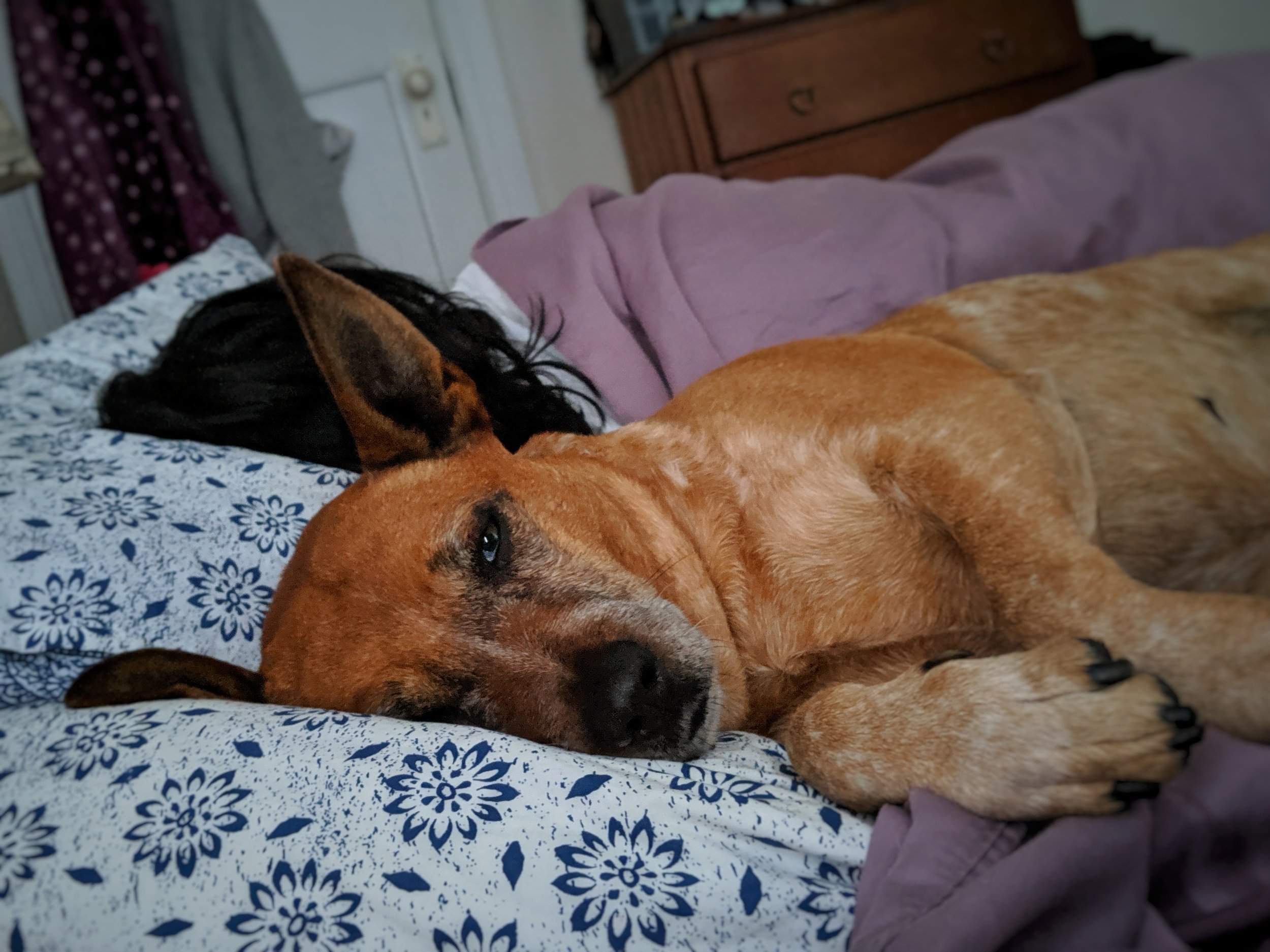 Dozey doggie.