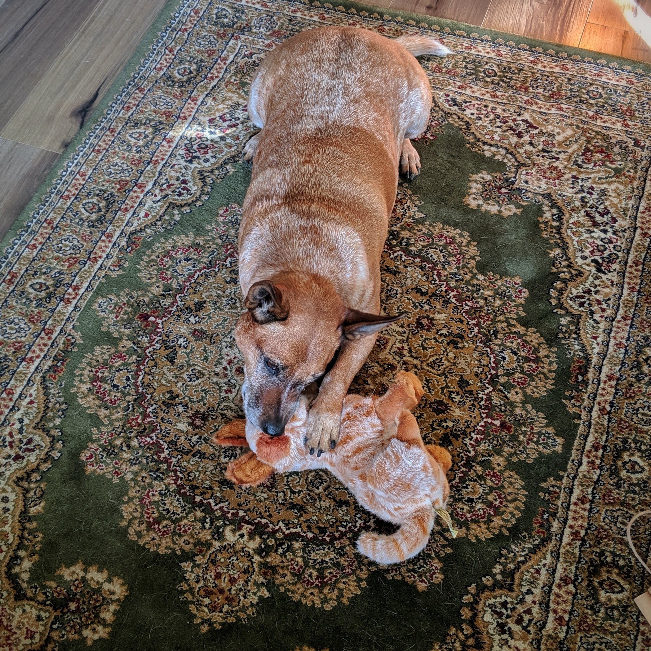 NOM.