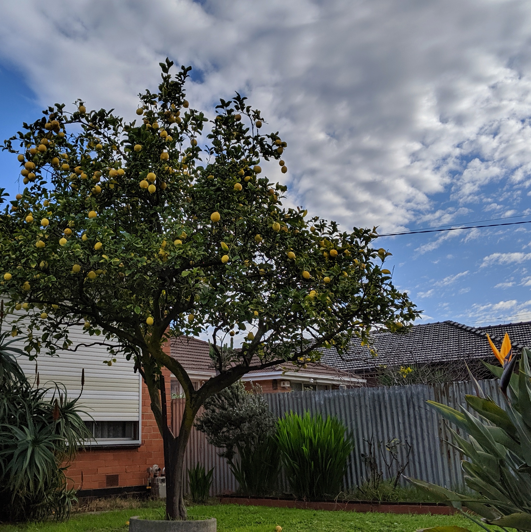 “Lemon tree, very pretty, and the lemon flower is sweet”
