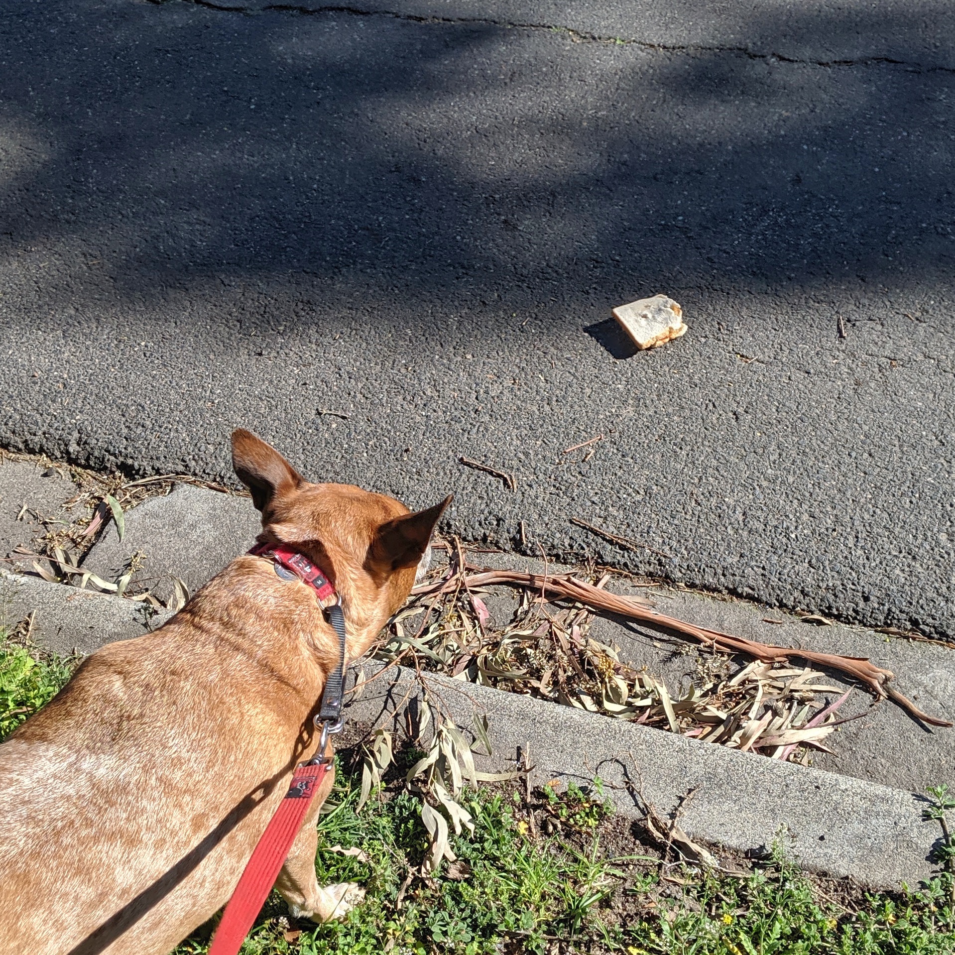 A fallen sandwich on the side of the road (with only one bite taken out of it).