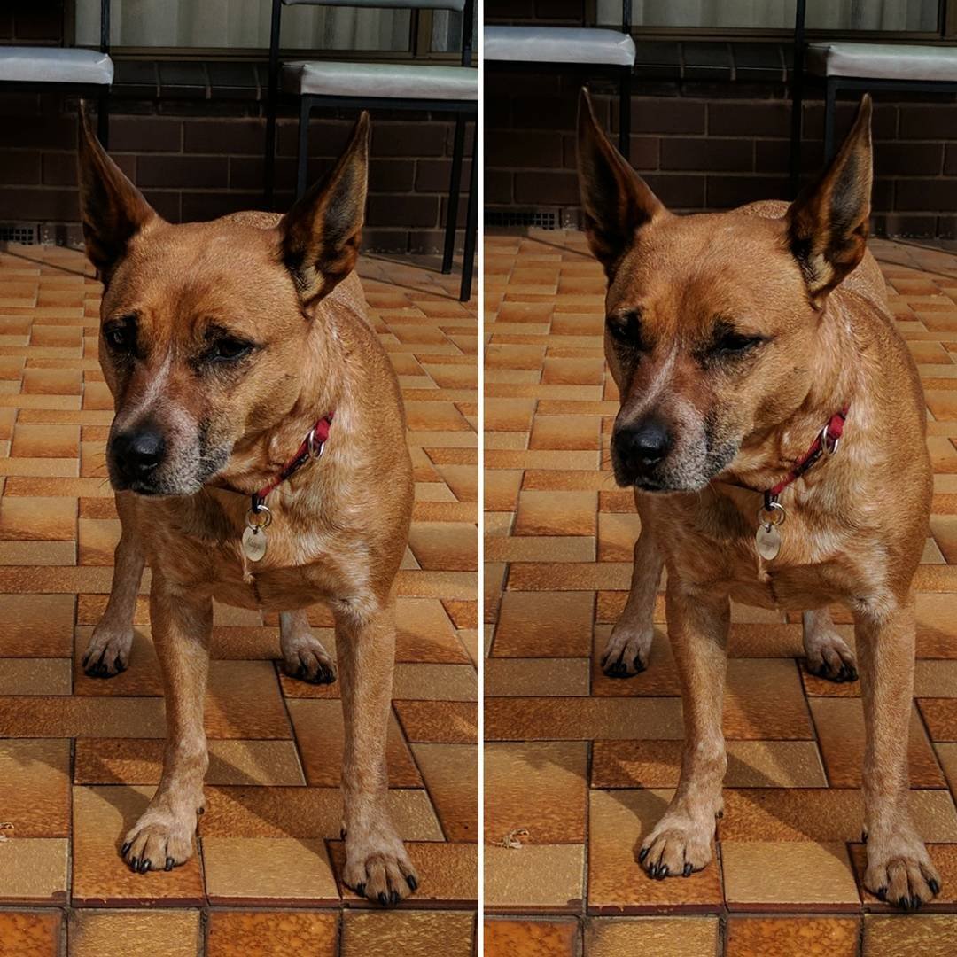 From curious/concerned to unimpressed in an instant :) #attagirl #redheeler 