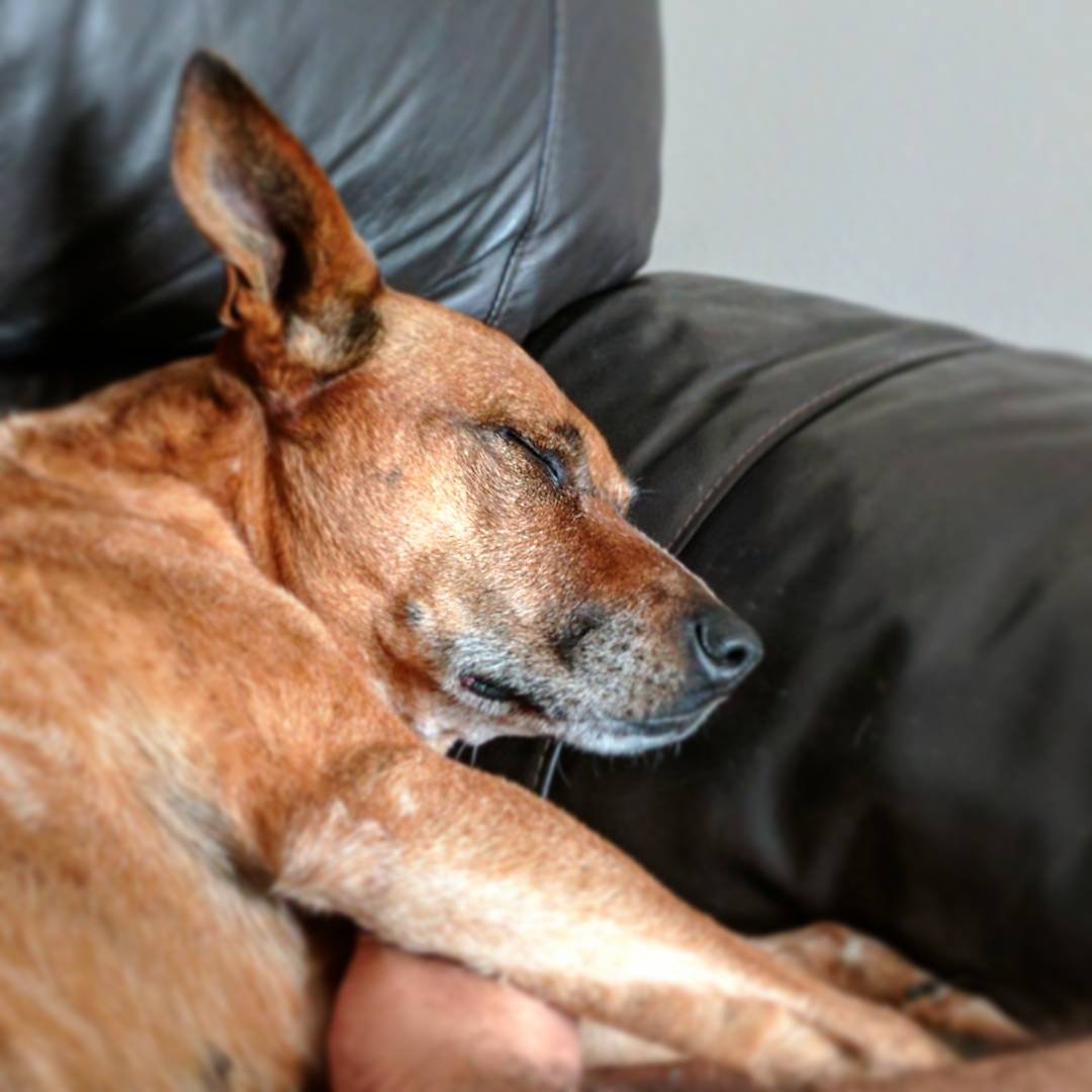  Post-walk scritches and nap :) 