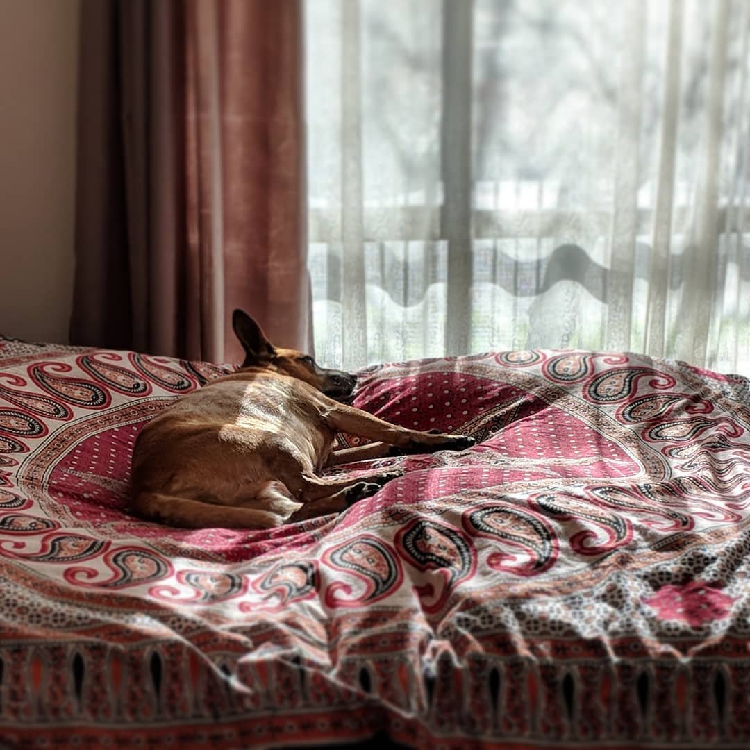  Afternoon snoozles on the bed. #redheeler #australiancattledog 