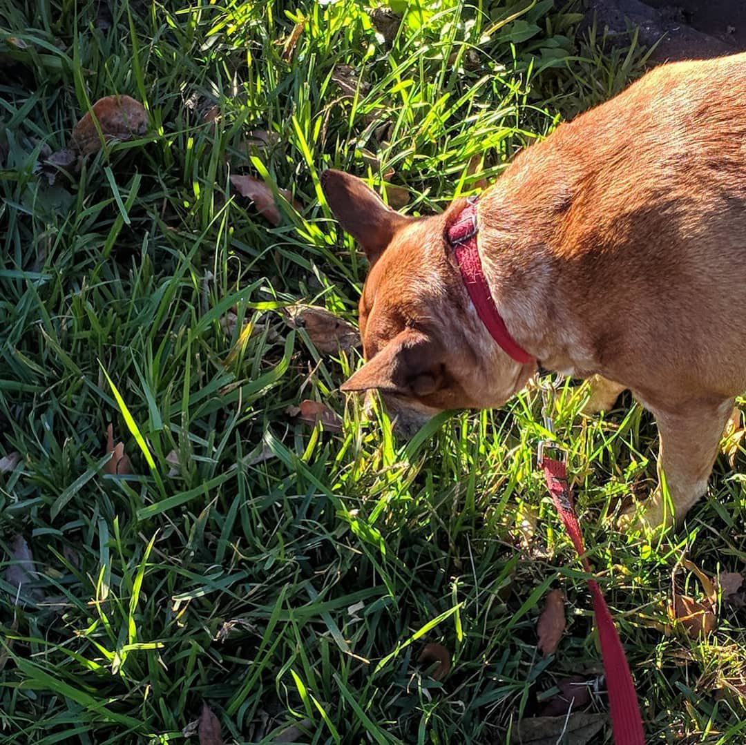  Today we visited Maggie's favourite grass patch of winter 2018. Every time we walk by here she spends a few minutes munching down on that delicious, greeny goodness. #redheeler #australiancattledog #rescuedog 
