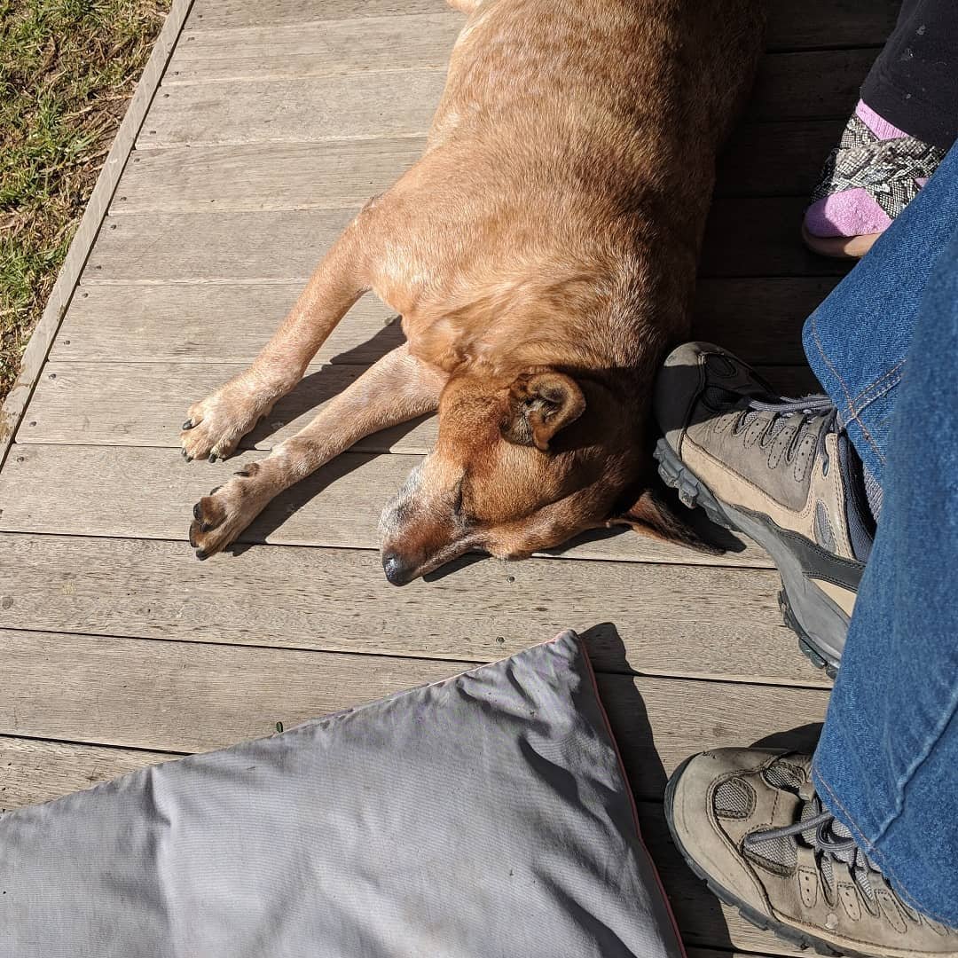  Ah, Melbourne. After yesterday's rain and hail, today we're treated to a gorgeous, sunny day. One that Maggie is making the most of :) #rescuedog #redheeler 