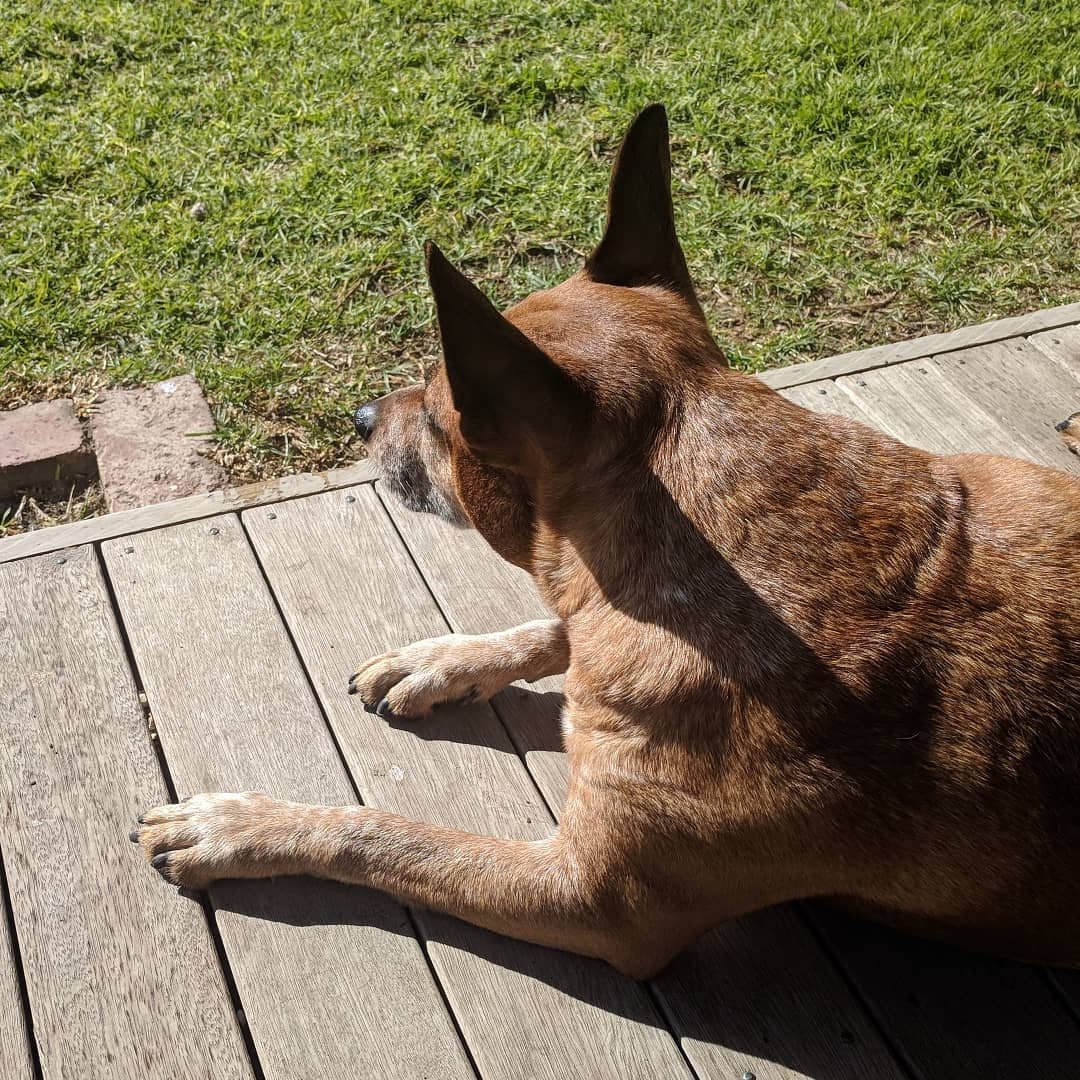  Ah, Melbourne. After yesterday's rain and hail, today we're treated to a gorgeous, sunny day. One that Maggie is making the most of :) #rescuedog #redheeler 