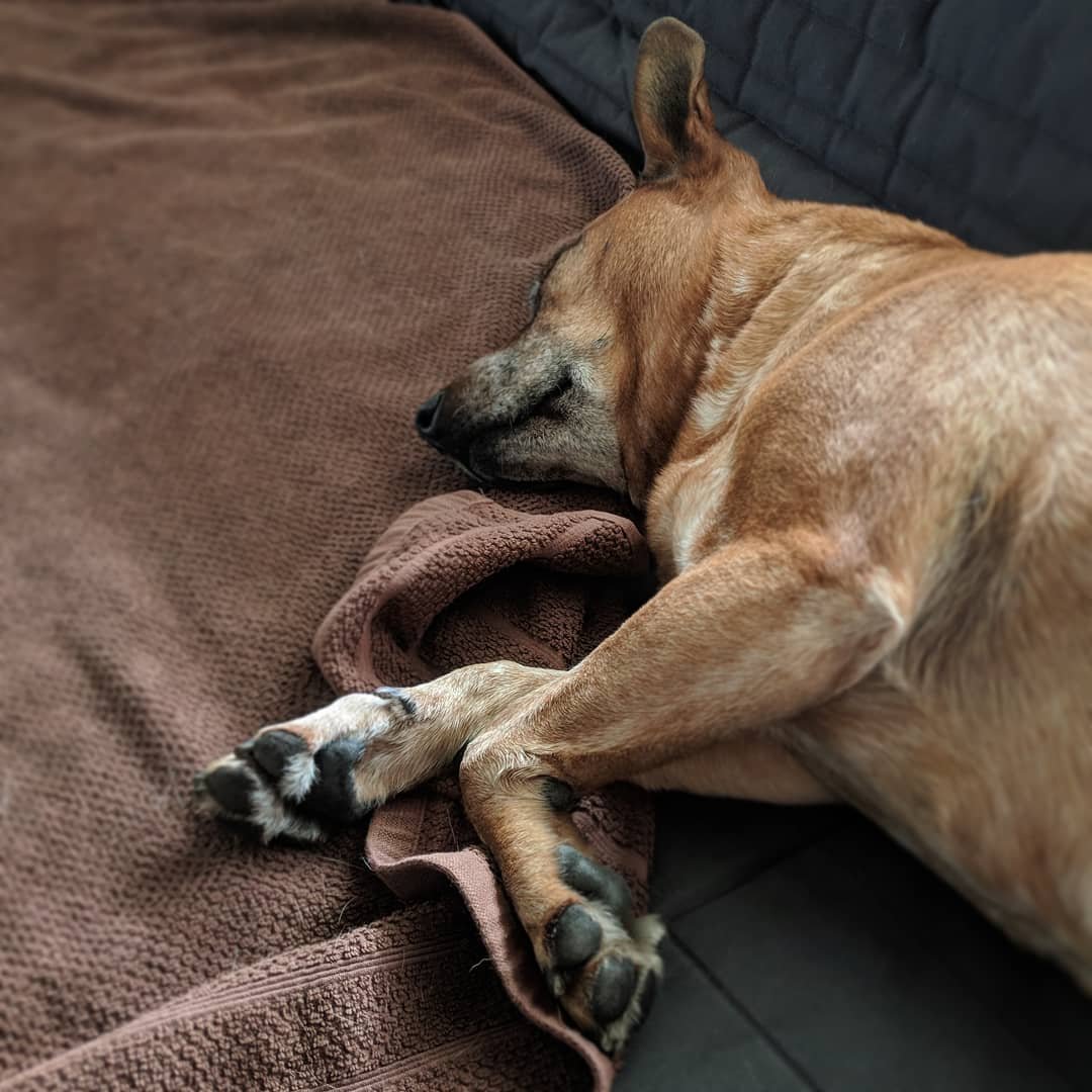  Saturday afternoon nap. Yes, she's supposed to be ON that towel when she's on the sofa. ¯\_(ツ)_/¯ #letsleepingdogslie #redheeler #australiancattledog #rescuedog 