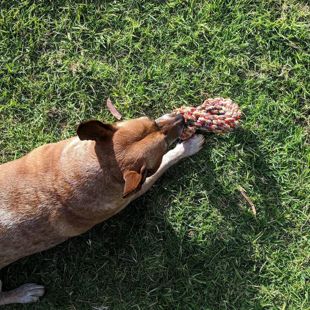  Sundays are also for playing tag and, once you've won the rope toy, working hard to tear it to pieces :) #rescuedog #redheeler #australiancattledog 