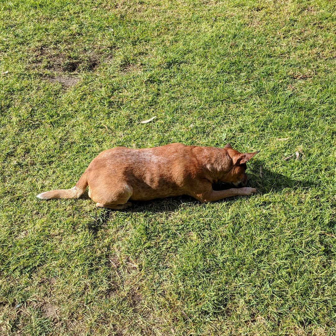  Sunny Sunday afternoons are for enjoying a kangaroo tendon on the grass :) #rescuedog #redheeler #australiancattledog 