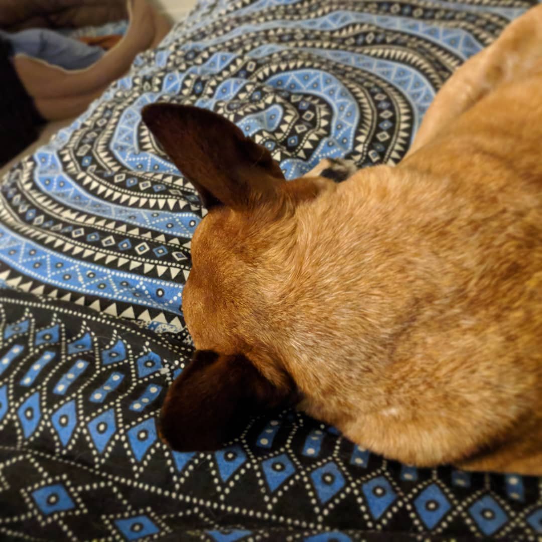  What? @nadianiaz is in the bathroom? I'll just get comfortable on her side of the bed then, shall I? #rescuedog #redheeler 