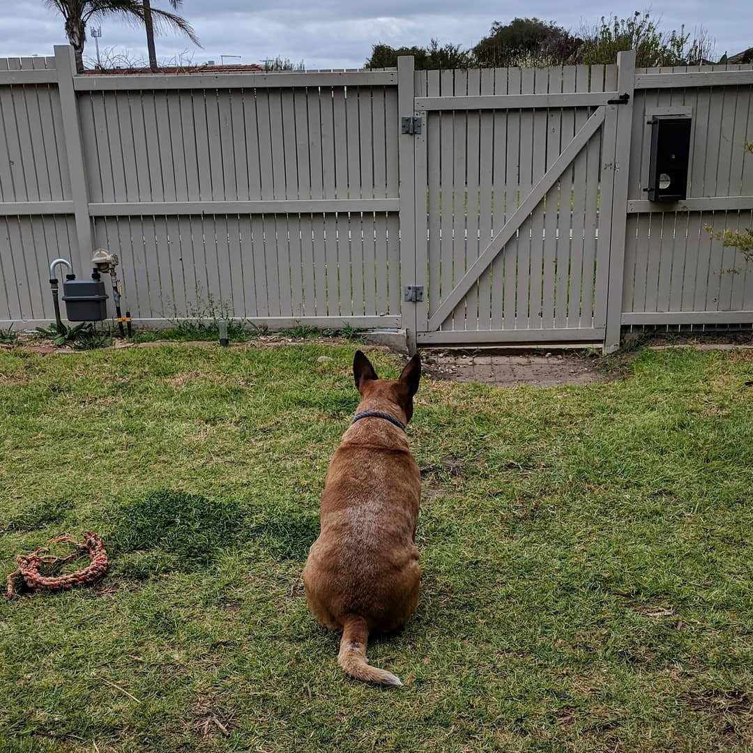  Waiting patiently for the dog she heard three houses away to finally walk by our gate. #alwaysalert #alwaysready #turnsoutitwasajogger #janglykeysinpocket #redheeler #australiancattledog 