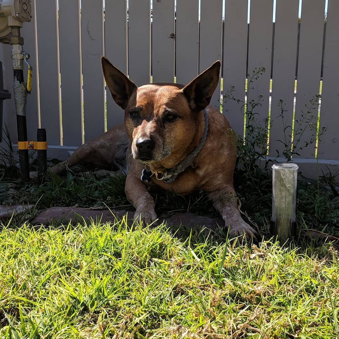  The best way to recover from a long walk in the sun is to sit in the coolest patch of grass in the garden. #lifehacks #lifehacksfromdog #redheeler #australiancattledog 