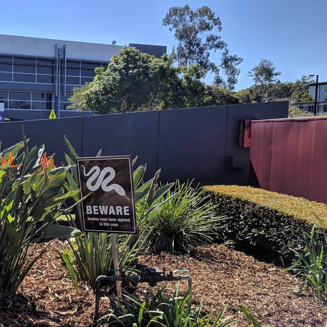  Came to #Brisbane for the day for work. Enjoyed the gorgeous, sunny day but didn't see any snakes next to the office parking lot. #winsome #losesome 