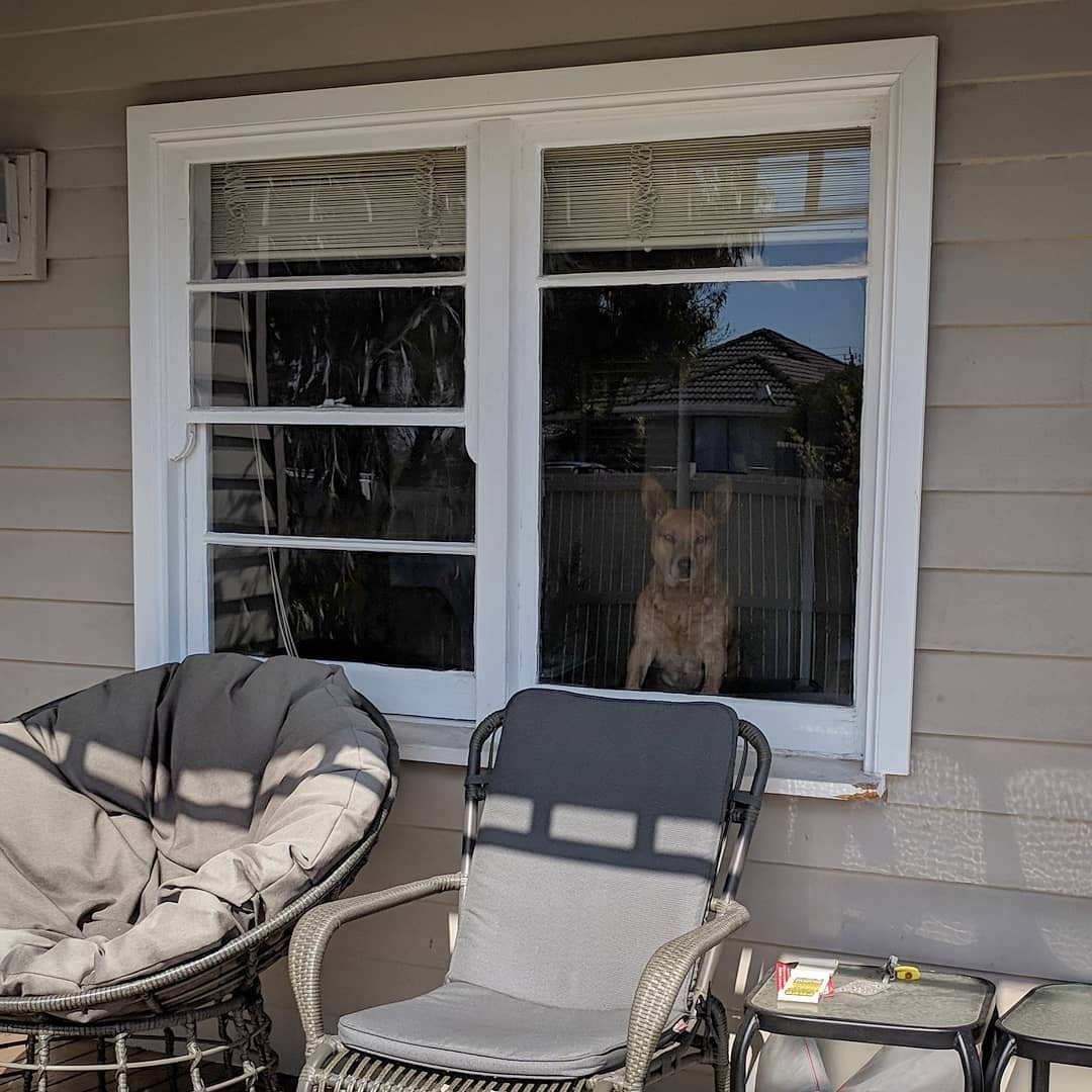  Maggie waits and watches while we park the car, close the gate, and *finally* open the front door to let her out. #rescuedog #paitientdog #whinesthiswholetime 