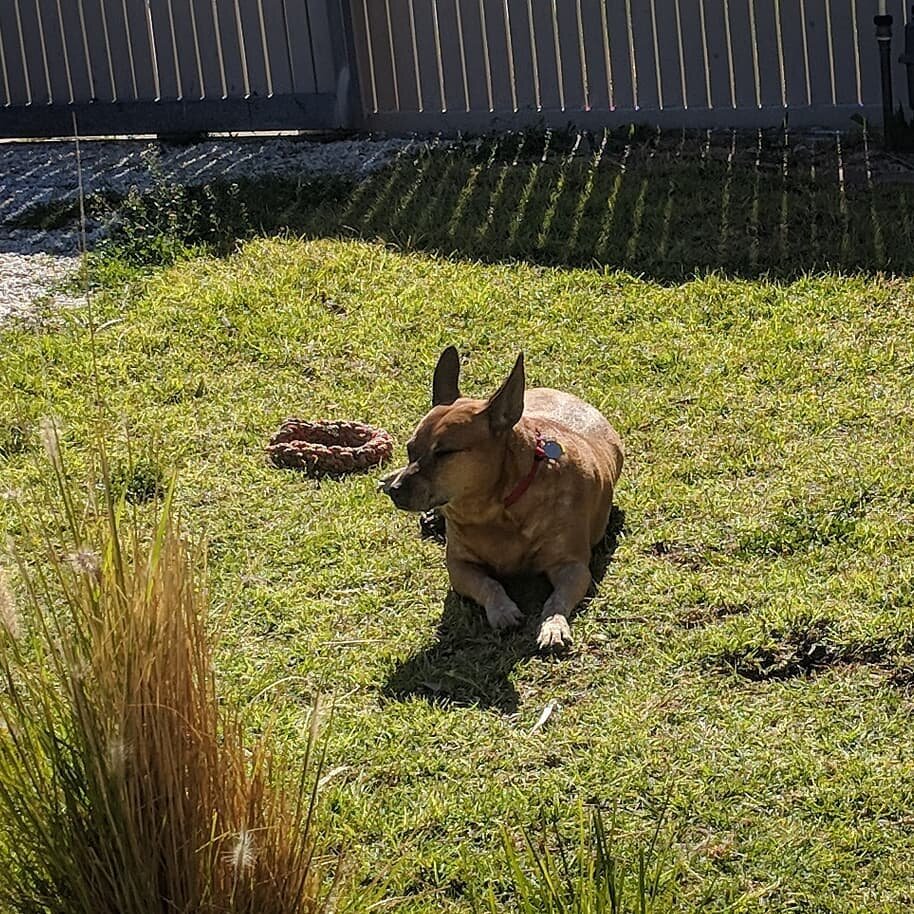  Someone is thoroughly enjoying her morning in the sun :) #redheeler #australiancattledog #springisfinallyhere☀️ 