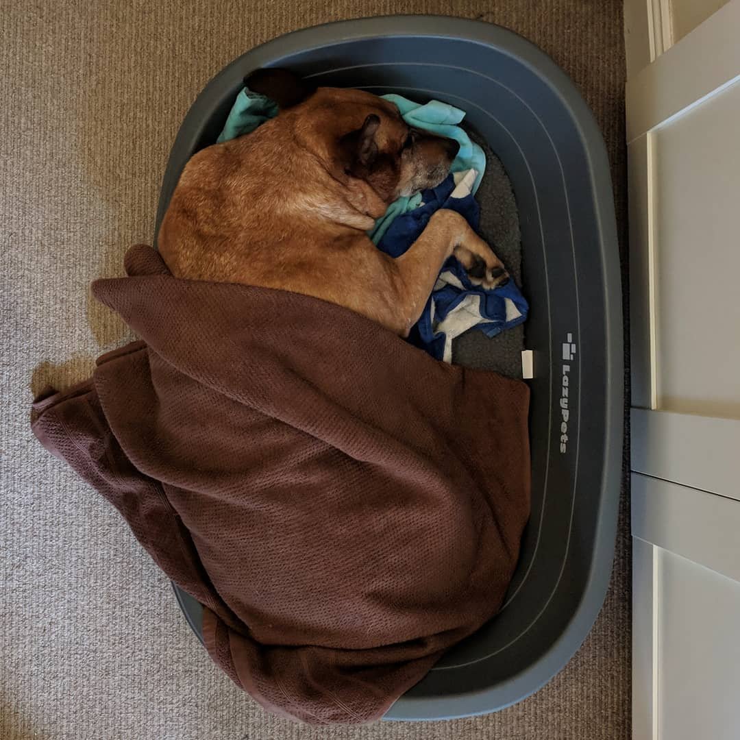  Taking a nap in the study on a dreary Sunday afternoon when the hoomins are on their computers. #blankie #rescuedog #redheeler #australiancattledog 