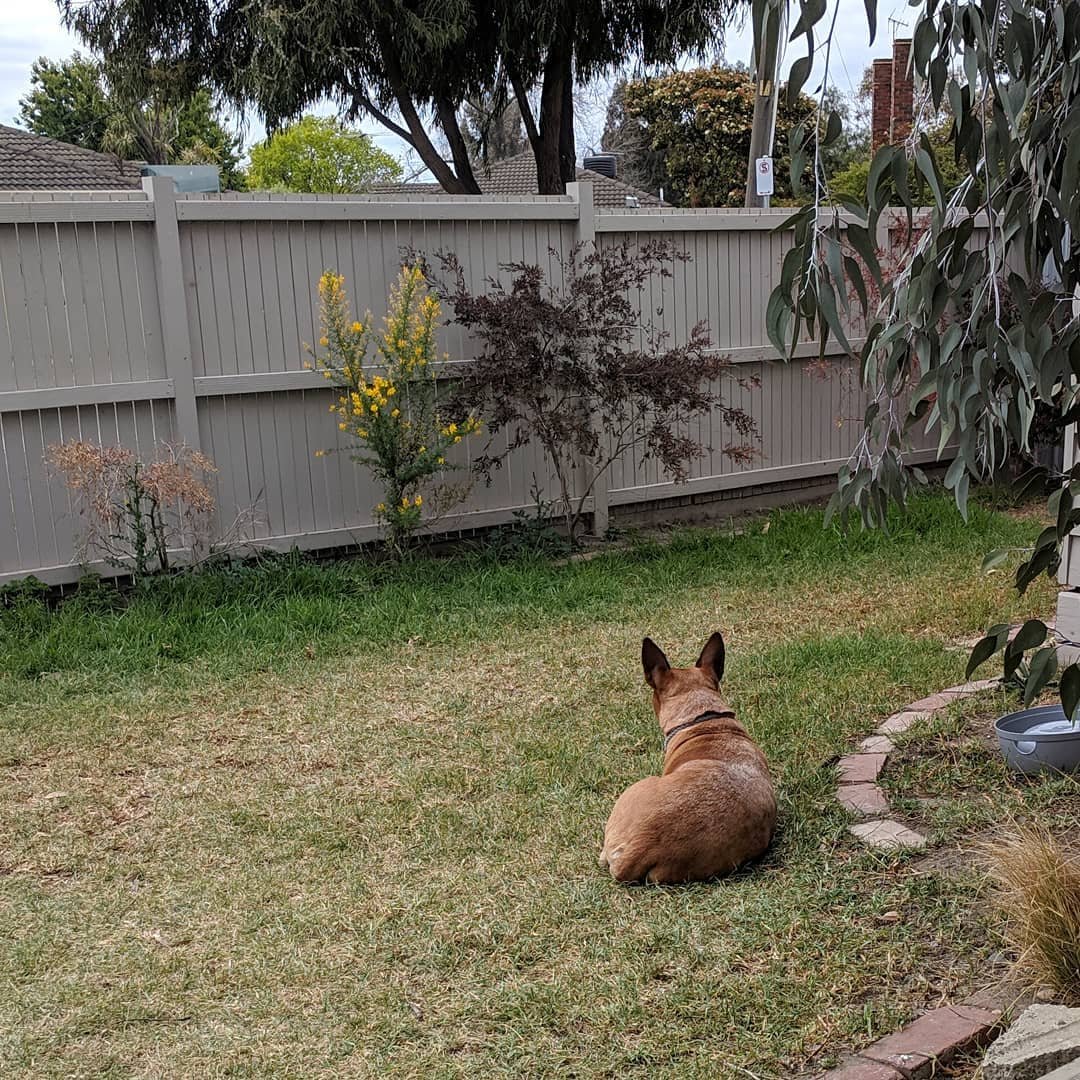  Keeping an ear on the neighbourhood and listening for dogs being walked down our street #alert #whatbigearsyouhave #australiancattledog #redheeler 