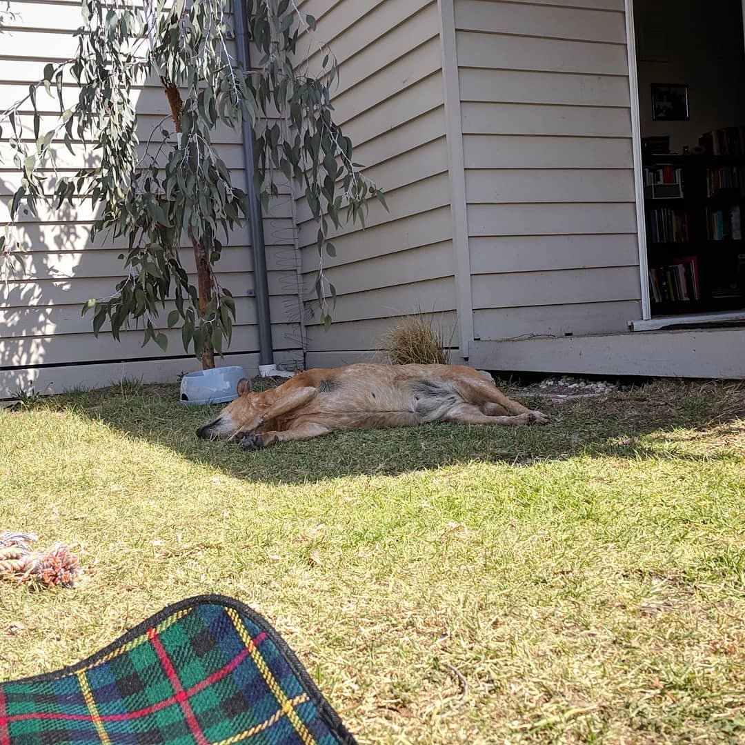  A nap in the sun, followed by a nap in the shade. #doglife #australiancattledog #redheeler 