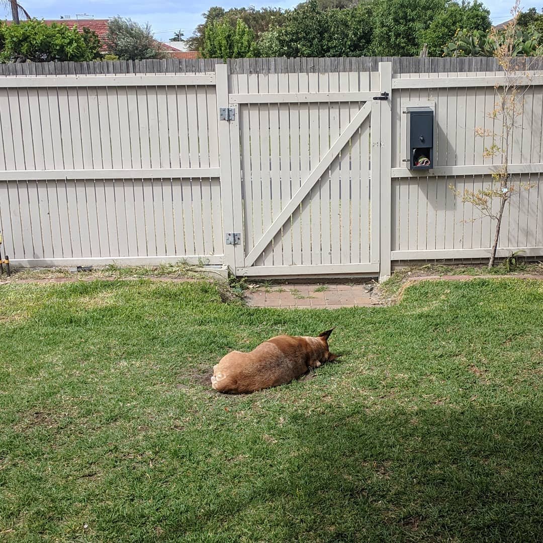  Someone certainly enjoyed snoozing in the sun this afternoon. The fun stuff you get to see when you're working from home :) #redheeler #rescuedog #sleepinginahole 